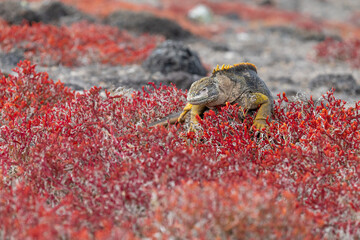 Galapagos land iguana resting among red succulents growing on top of volcanic rock, Galápagos Islands