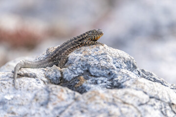 Galapagos lava lizard rests on top of a rock, Galápagos Islands