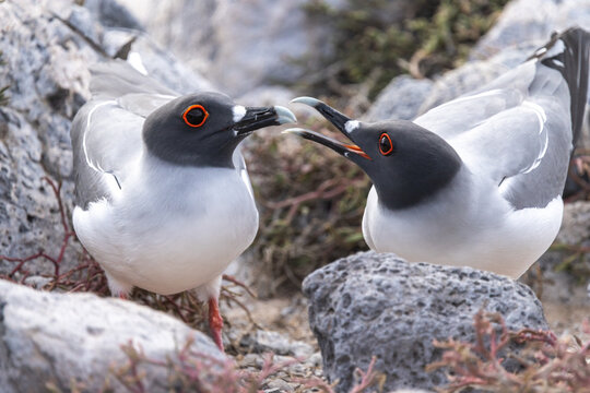 Galapagos gulls squabble over a nesting spot, Gal&aacute;pagos Islands