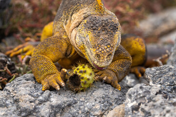 Galapagos land iguana prepares to eat cactus fruit