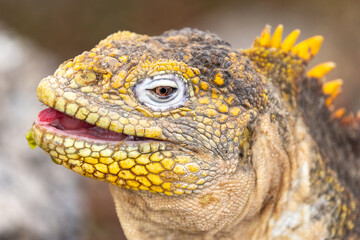 Portrait of a Galapagos land iguana smiling with cactus fruit dripping down its chin