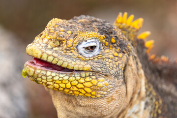 Portrait of a Galapagos land iguana with cactus fruit dripping down its chin