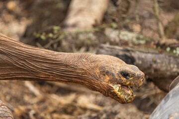 Galapagos giant tortoise extends its long neck