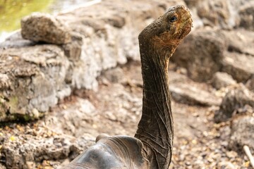Galapagos giant tortoise raises its head high