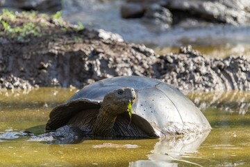 Galapagos Giant Tortoise cools off in the mud, Galápagos Islands