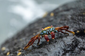 A sally lightfoot crab in Galápagos Islands