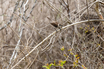 Obraz premium Galapagos mockingbird perched, searches for food, Galápagos Islands