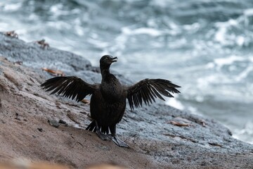 Flightless cormorant spreads its wings after fishing in the sea