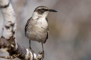 Galapagos mockingbird perched, searches for food, Galápagos Islands