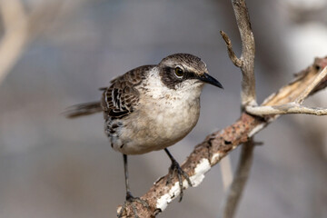 Galapagos mockingbird perched, searches for food, Galápagos Islands