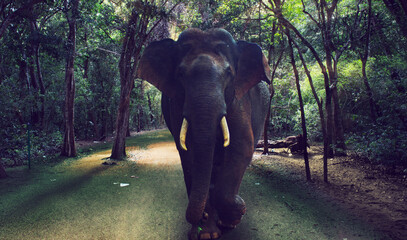 Majestic Elephants Gracefully Walking Through A Lush Green Forest Surrounded By Natures Beauty