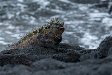 A marine iguana resting on the lava rocks with its tongue out, Galápagos Islands