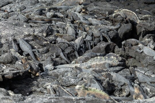 Marine iguanas resting on the lava rocks, Galápagos Islands - Powered by Adobe