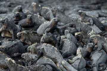 Marine iguanas resting on the lava rocks, Galápagos Islands