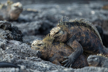 Male marine iguanas fighting for dominance, Galápagos Islands