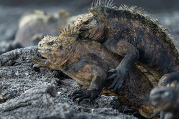 Male marine iguanas fighting for dominance, Galápagos Islands