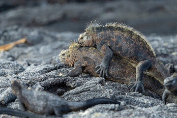 Male marine iguanas fighting for dominance, Galápagos Islands