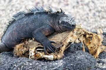 Galapagos marine iguana rests on top of the corpse of another marine iguana