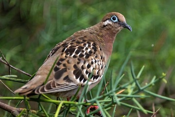 Galapagos dove forages for food