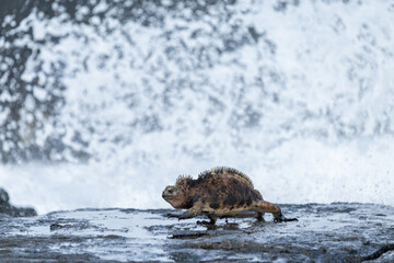 Galapagos marine iguana get splashed by seawater on the lava rocks