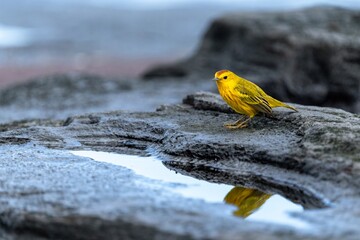 Galapagos yellow warbler rests by a tidal pool in lava rock