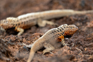 Obraz premium Galapagos lava lizards square off for dominance
