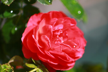 Obraz premium Roses are beautiful flowers, no matter what angle you look at, everyone is fascinated by you.