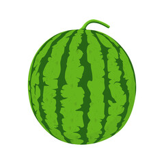 Watermelon Vector Image And Illustration