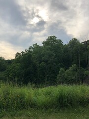 Obraz premium Clouds over the forest