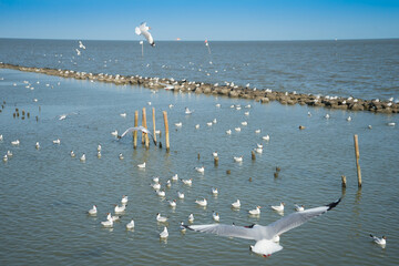 Seagull birds flying in the sky and stand on the row in the red bride. Migratory birds flee on the sea at Red Boardwalk Bridge in Samut Sakhon province, central Thailand.