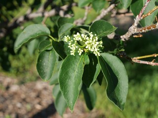 Ivory Silk Lilac tree buds in spring, Colorado