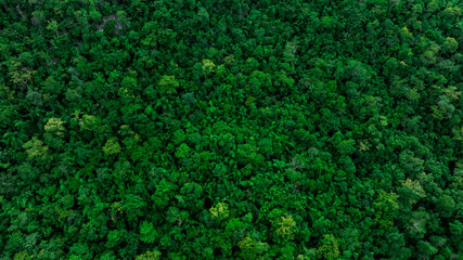 aerial view of dark green forest Abundant natural ecosystems of rainforest. Concept of nature forest preservation and reforestation