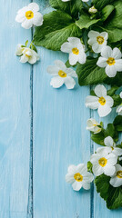 Obraz premium beautiful vertical composition with spring primula primrose flowers on light blue wooden background