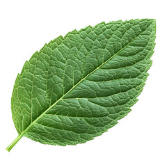 Obraz premium A Single Green Leaf with Visible Veins Isolated on a Transparent Background.