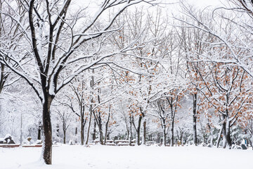 하얗게 눈이 내린 겨울 풍경