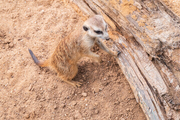 Fototapeta premium Meerkat suricatta family wildlife picture.