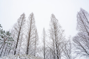 하얗게 눈이 내린 겨울 풍경