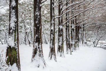 하얗게 눈이 내린 겨울 풍경