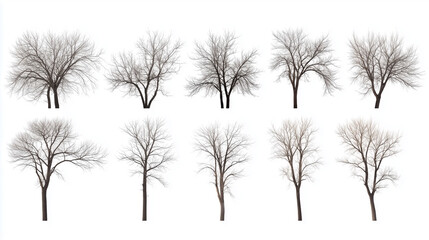 Dead dry trees collection isolated on white background