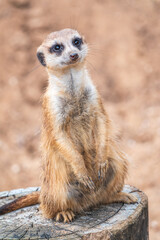 Fototapeta premium Meerkat, Suricata suricatta, on hind legs. Portrait of meerkat standing on hind legs with alert expression. Portrait of a funny meerkat sitting on its hind legs.