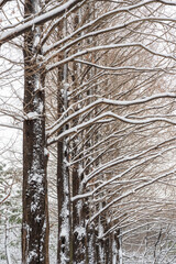 하얗게 눈이 내린 겨울 풍경