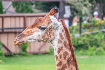 Close-up giraffe head on green leaves background