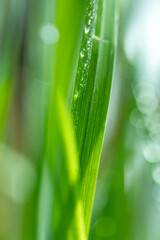 Close up of dew covered green grass in the morning