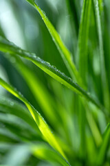 Close up of dew covered green grass in the morning
