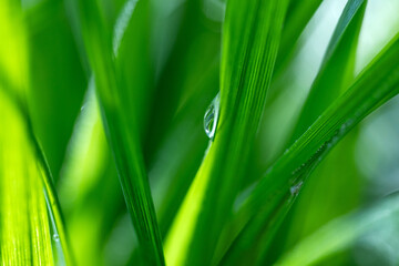 Close up of dew covered green grass in the morning