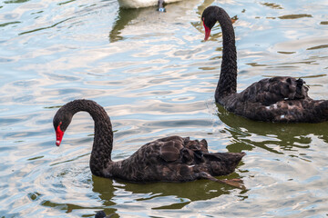 Obraz premium Two black swans swimming in lake