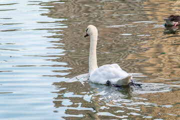Fototapeta premium A graceful white swan swimming on a lake with dark water. The white swan is reflected in the water