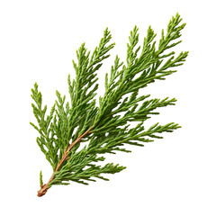 Green Cedar Sprig Isolated on a Transparent Background