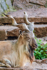 Close-up portrait of Markhor, Capra falconeri, wild goat native to Central Asia, Karakoram and the...