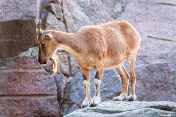 Markhor female on the rock. Latin name - Capra falconeri. Wild goat native to Central Asia,...